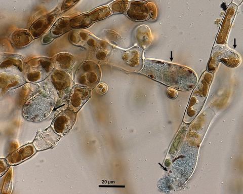 Maullinia ectocarpii in Ectocarpus.jpg
