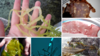 Online Digital Atlas of Algal Diseases